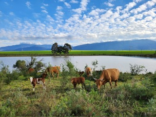 Commercial Property for Sale in Wolseley Western Cape